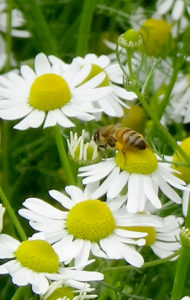 Biene auf Kamille